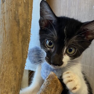 4月21日生まれの黒白の女の子