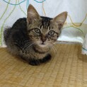大人しいキジトラの女の子です。