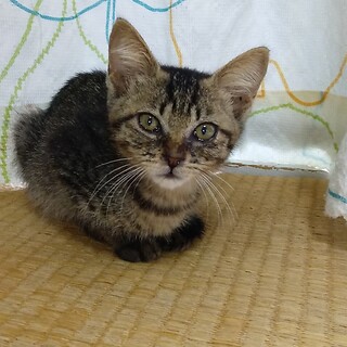 大人しいキジトラの女の子です。