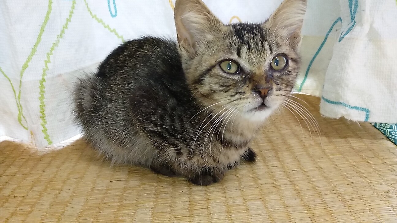 大人しいキジトラの女の子です。 サムネイル2