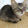 大人しいキジトラの女の子です。 サムネイル2