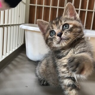 とっても人懐こいこなつちゃんです