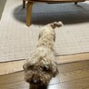 トイプードル（女の子）すっごく元気な甘えんぼさん サムネイル4