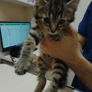 お目め回復！人間大好きオス子猫の里親募集！