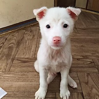 保護犬！里親様緊急募集！！