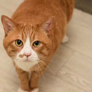 ビッグブンくん