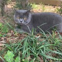 ボスです