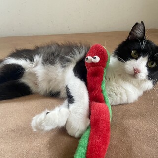 半長毛おっとり優しい仮パパ　ハッチくん1歳