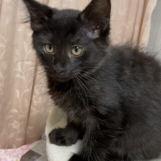 可愛い黒猫の女の子