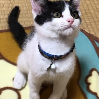 かわいいハチワレの男の子★オグロくん２ヶ月♂