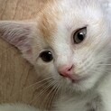 子猫オス里親募集　