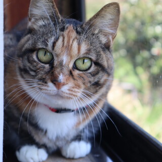 サビっぽい三毛ちゃんです