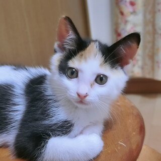 おっとり三毛猫ちゃん☆