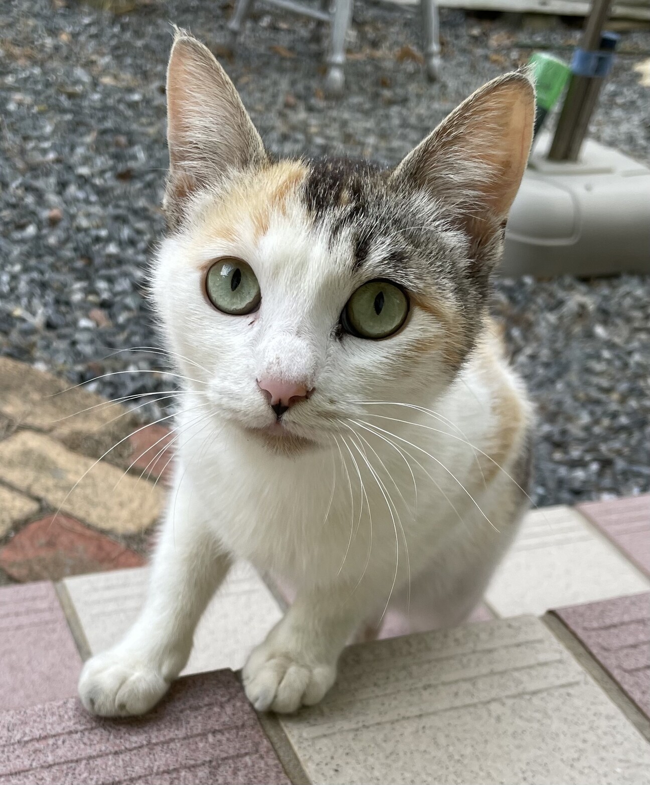かわいい三毛猫ちゃん 福岡県 猫の里親募集 4572 ペットのおうち 月間利用者150万人