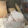 ハツカネズミ　 サムネイル3