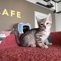 スナネコ似『こし』(立ち耳ｽｺﾃｨｯｼｭ)