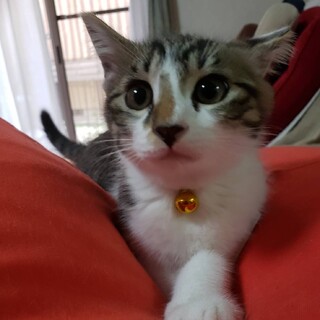 元気いっぱいの★りんご君