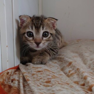 よちよちな『つぶ』(立ち耳ｽｺﾃｨｯｼｭ)