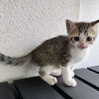 強気な性格『あんこ』(立ち耳ｽｺﾃｨｯｼｭ)