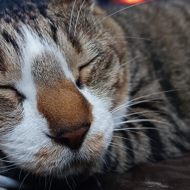 ( ¯꒳¯ )ｵﾈﾑ