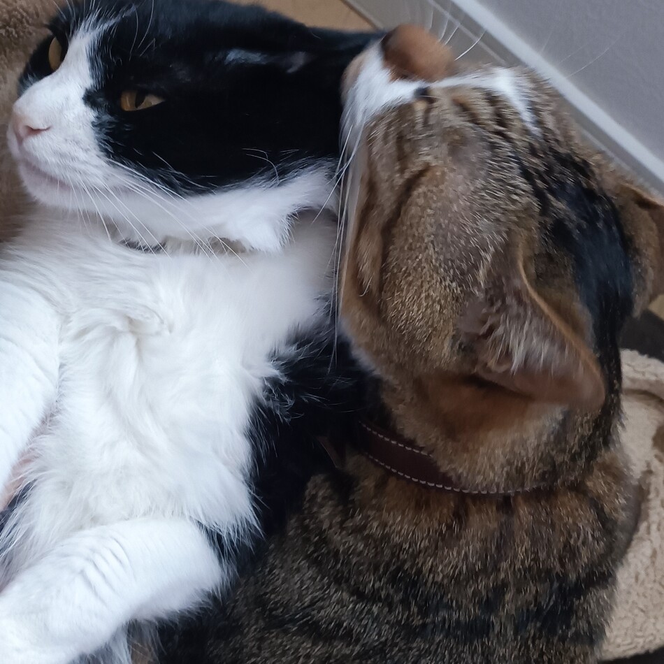 レオのカバー写真