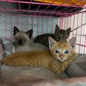 可愛い、キジ、シャム系の2兄妹