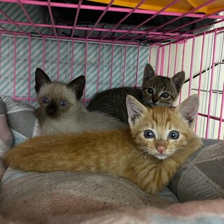 可愛い、キジ、シャム系の2兄妹