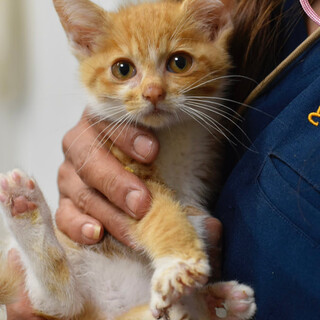 カラバザちゃん！