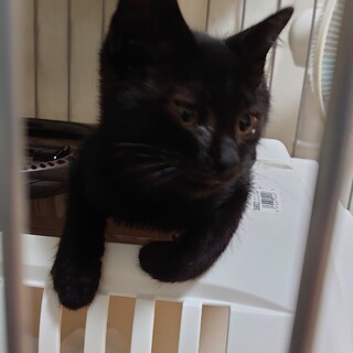 黒猫 生後1ヶ月半 元気いっばいです