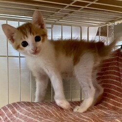 保護猫の譲渡会in横浜 サムネイル2