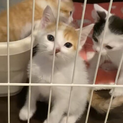 保護猫の譲渡会in横浜 サムネイル3