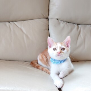 （停止中）甘えん坊のいなり君