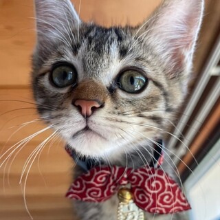 募集停止　キジトラ男子琥珀