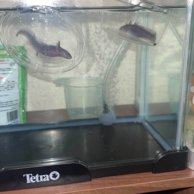 Shark kidのカバー写真