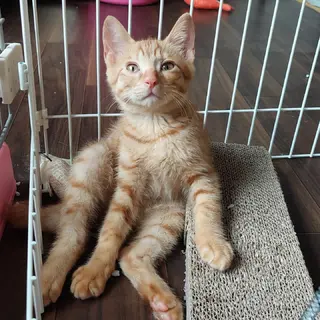 茶トラの男の子