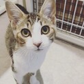 人馴れ抜群✩キジしろ男子