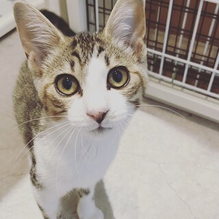 人馴れ抜群✩キジしろ男子