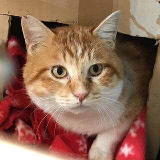 茶トラ　足白　リリース前募集