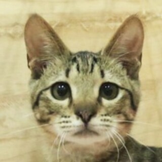 きじトラ｢4s88｣