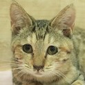 さび猫｢4s91」