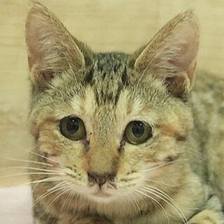さび猫｢4s91」