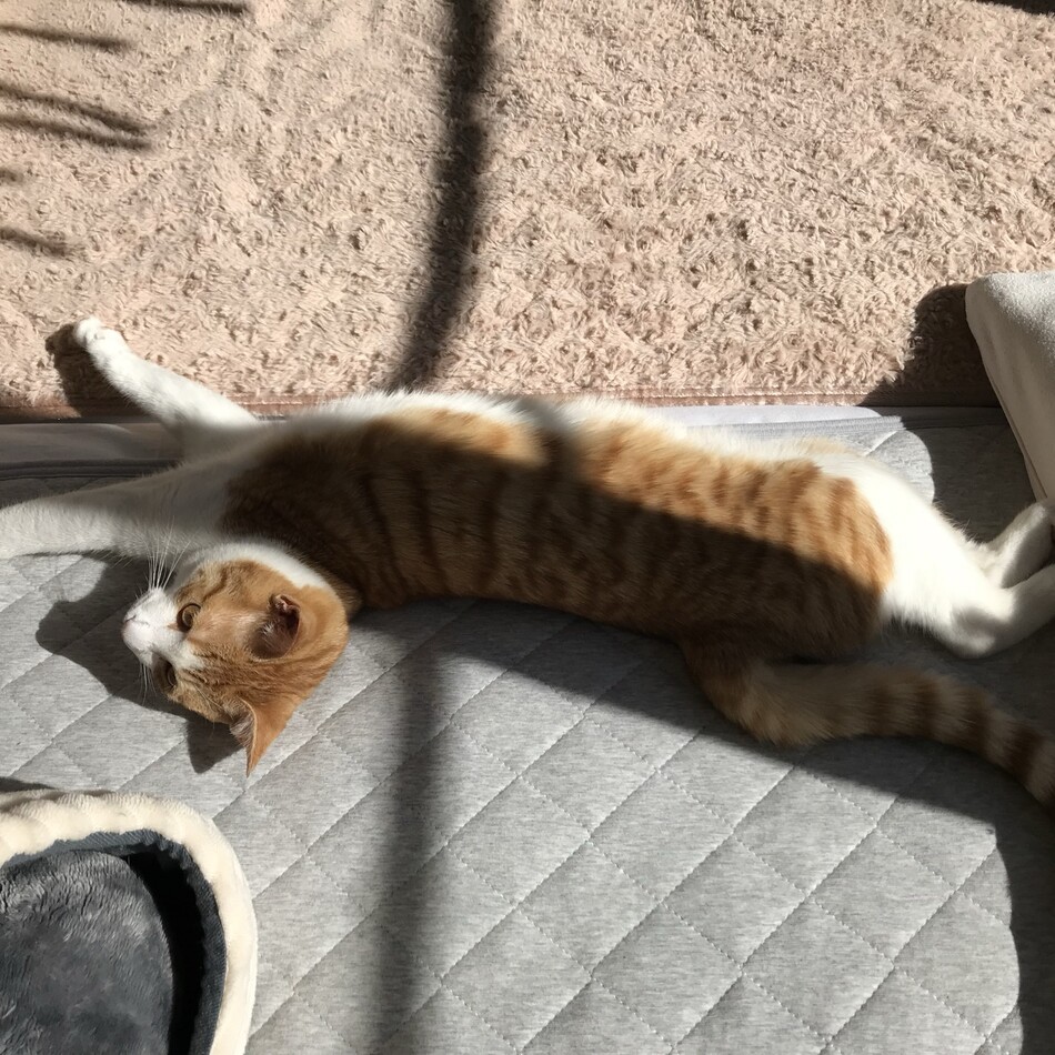 よもぎのカバー写真