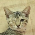 さび猫｢4s92」