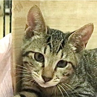 きじトラ｢4s93｣