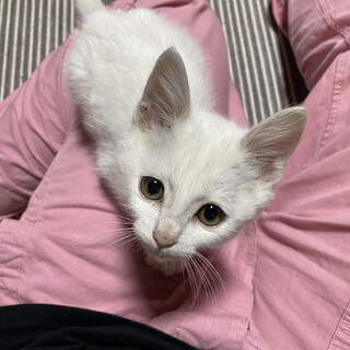 甘えたの男の子しろ おてんばの女の子茶々丸