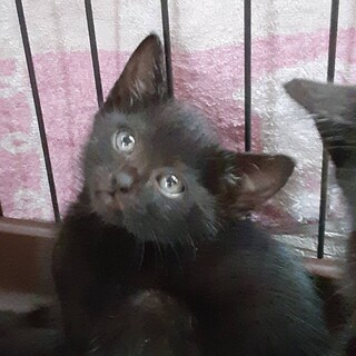 黒3兄弟子猫^_^緊急里親募集中！！