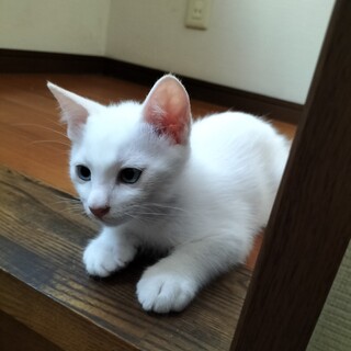 雑種　4/30に生まれました。