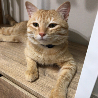 人なつっこい茶トラくん（推定７ヶ月）