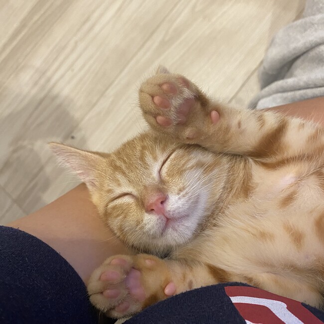 はかあのカバー写真