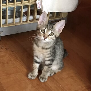 人慣れ抜群　仲良しキジトラ兄弟一緒に①